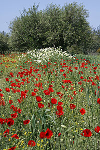 Close-up of red flowers blooming in field