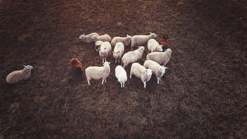 High angle view of sheep on field