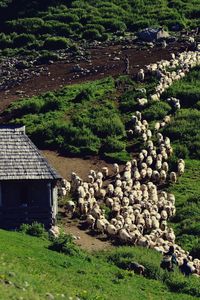 High angle view of flock of sheep by shack on land