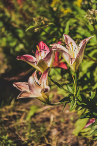 Close-up of pink flowering plant
