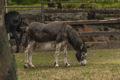 Horse standing on field