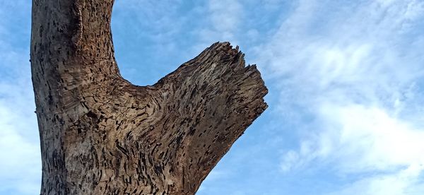 Low angle view of tree trunk against sky