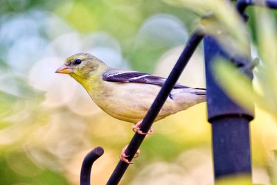 Close-up of bird perching