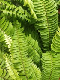 Full frame shot of green leaves of centipede fern plant
