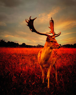Deer standing on field against sky during sunset