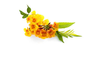 Close-up of yellow flower against white background