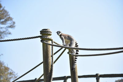 Low angle view of lemur perching on cable against clear sky