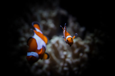 Close-up of orange fish swimming in water