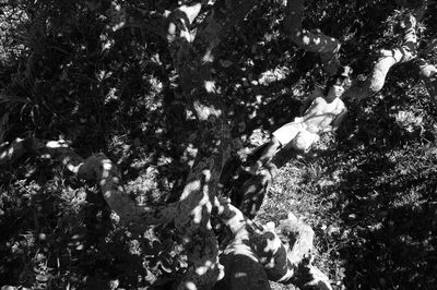 Low angle view of trees against sky