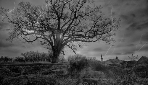 Bare tree on field against sky