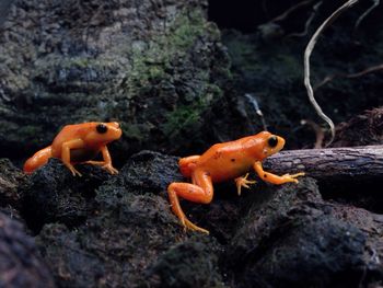 Close-up of orange frogs on rocks