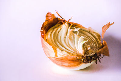 Close-up of wilted flower against white background