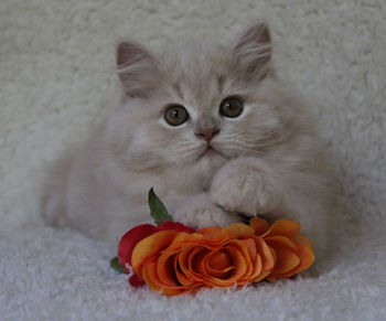 Close-up of cat on rose