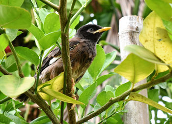 Close-up of bird perching on plant