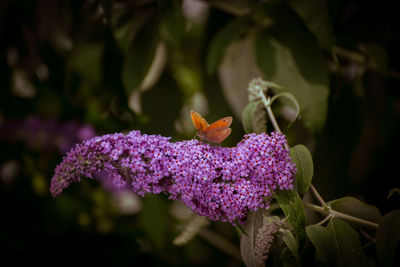 Close-up of insect on purple flowering plant