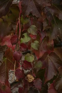 Close-up of leaves