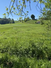 Scenic view of field against clear sky