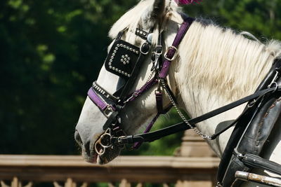 Close-up of a horse