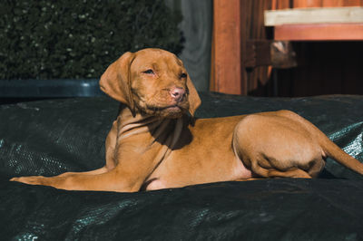 Close-up portrait of dog relaxing on floor