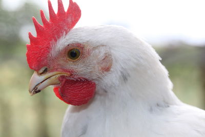 Close-up of a bird