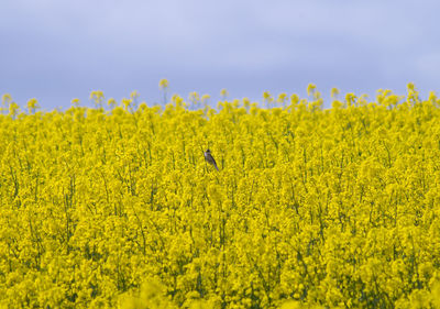 Scenic view of oilseed rape field