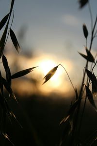 Close-up of plant against sunset
