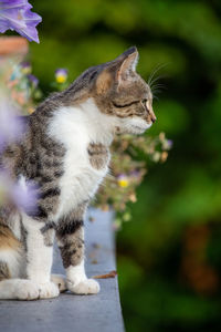 Close-up of a cat looking away