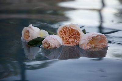 Close-up of white rose flowers in lake