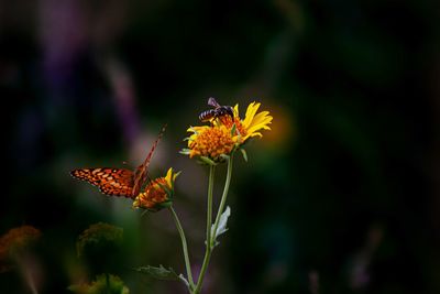 Close-up of butterfly pollinating on flower