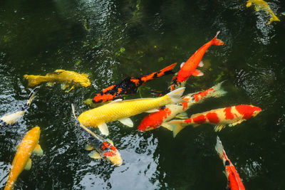 View of koi carps swimming in the pond 