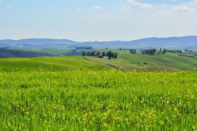 Scenic view of grassy field against sky