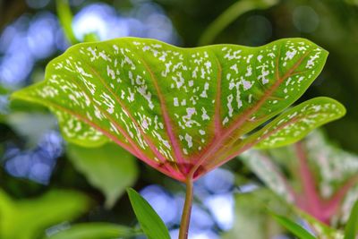 Close-up of wet plant leaves