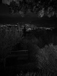 Aerial view of trees at night