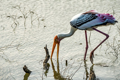 Birds foraging in lake