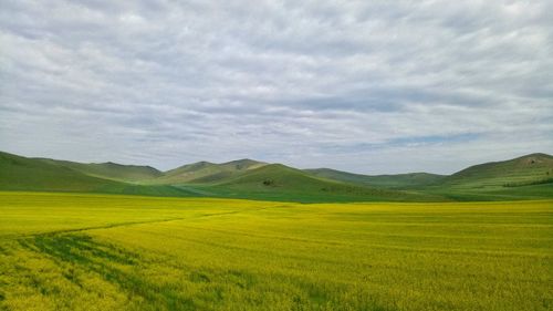 Scenic view of agricultural field against sky