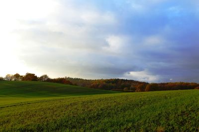 Scenic view of agricultural field against sky