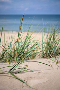 Grass growing on beach against sky with foot step in foreground