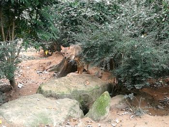 Dog on rock by trees