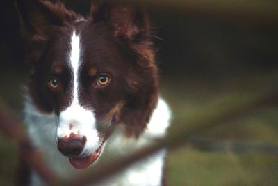 Close-up portrait of dog