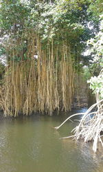 Scenic view of lake against trees