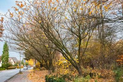 Road amidst trees and plants in city against sky