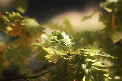 Close-up of leaves against blurred background