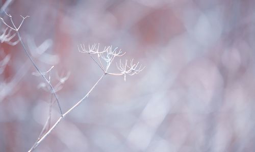 Close-up of snow on branch