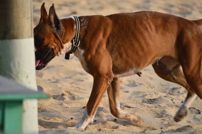 Side view of a dog on sand