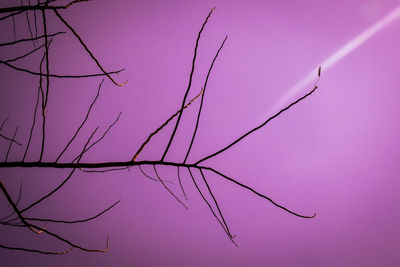 Low angle view of branches against clear sky