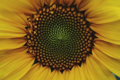 Full frame shot of sunflower