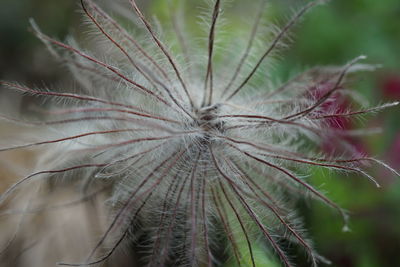 Close-up of flower against blurred background