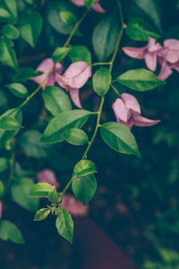 Close-up of plant