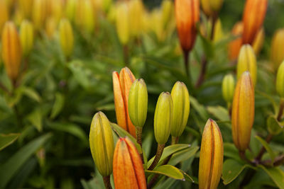 Lots of orange flowers, leaves and buds with blurry background in umea