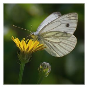 Close-up of butterfly pollinating on flower